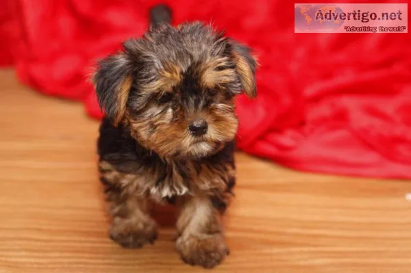 yorkie puppies