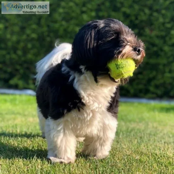 yorkiehavanese puppies.