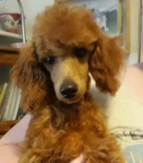 Red 4 month old Miniature Poodle