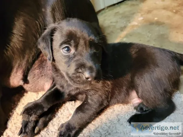 AKC Black Male Labrador Retriever Pupply