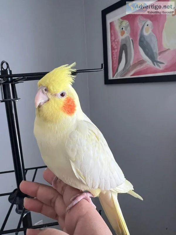Cockatiel parrots