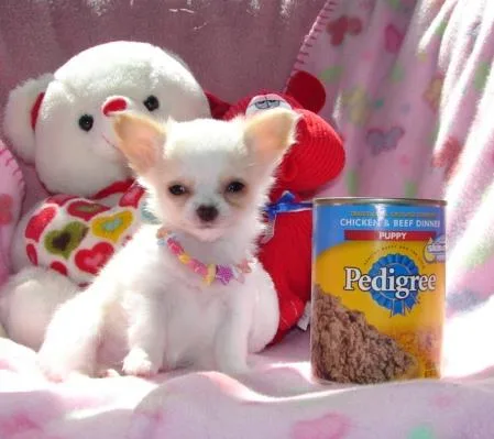 Teacup Chihuahua Puppies For Sale  TEXT US  334-357-6330