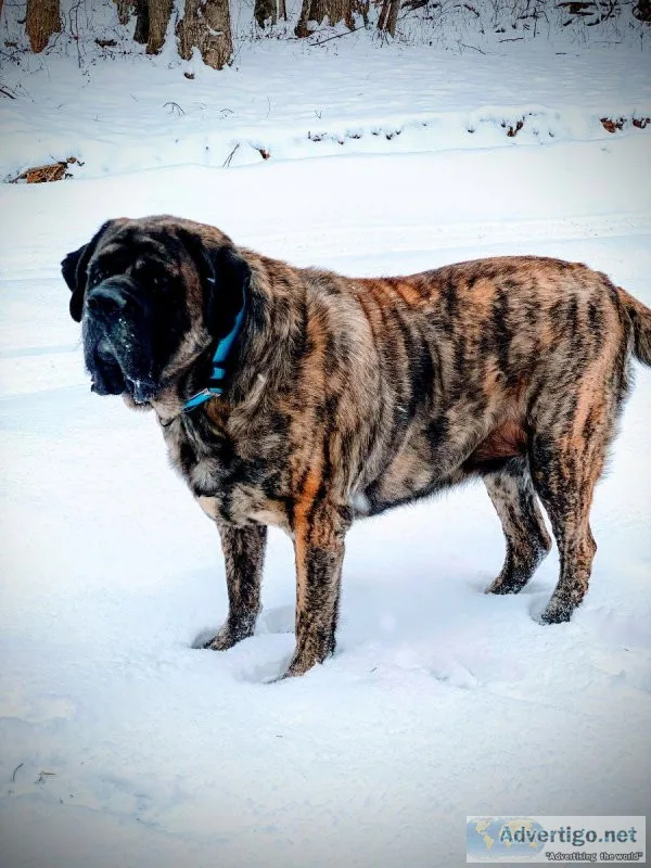 English Mastiff