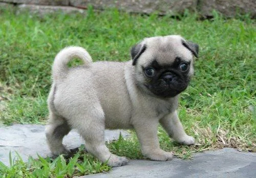 Cute and adorable super Pug Puppies