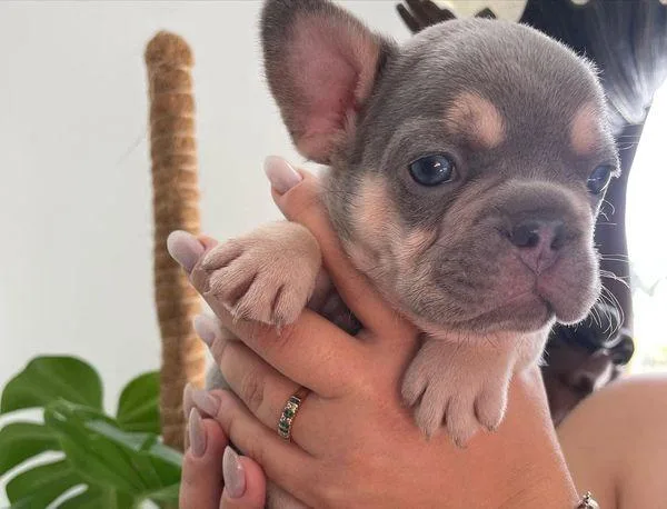 French bulldog Puppies For Adoption