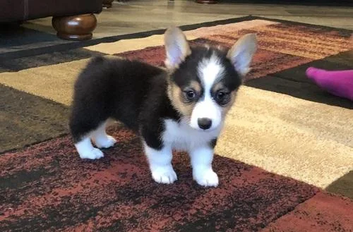 Welsh Pembroke Corgi Puppies