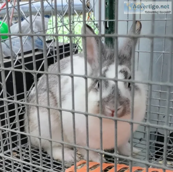 Rabbits - 3g californian does; holland bucks; lionhead pet; holl