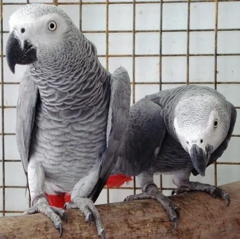 Congo African Grey parrot Female Baby