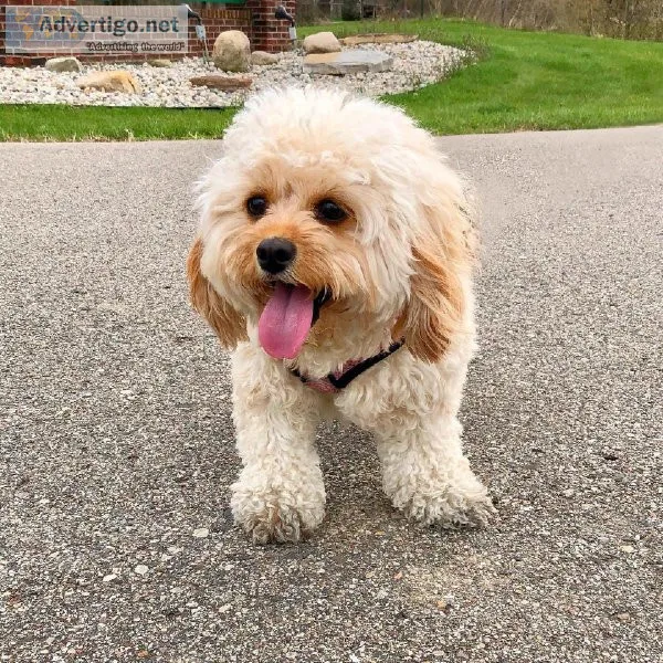 Special little cavapoo puppies