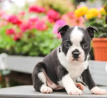 Boston Terrier Puppies For Adoption