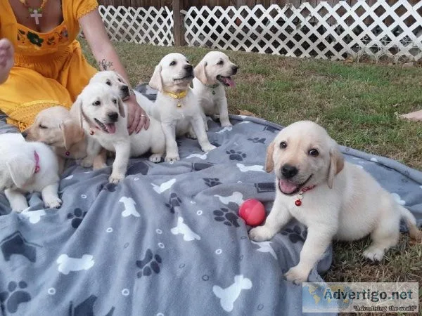 Hi we had eight AKC white Labrador Retriever puppies they will b
