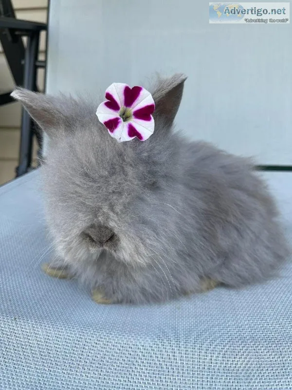 Lionhead bunny