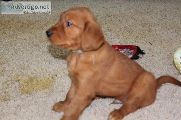 Golden Retriever Puppies