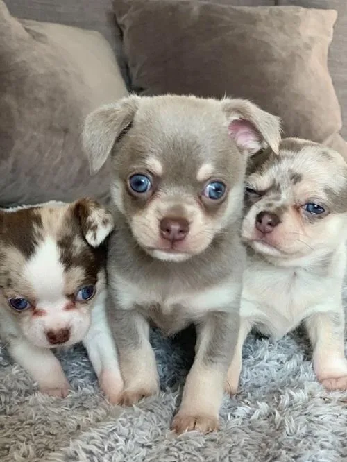 Looking homes for my Chihuahua puppies