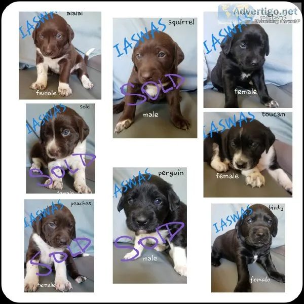 Gsp-lab cross puppies