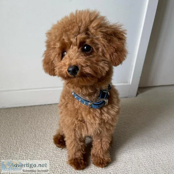 POODLE PUPPIES