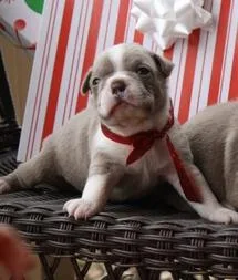 Champagne Kc Boston Terrier Puppies