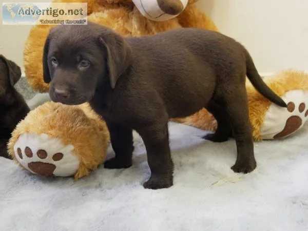 Gorgeous males and females labrador Puppies for sale