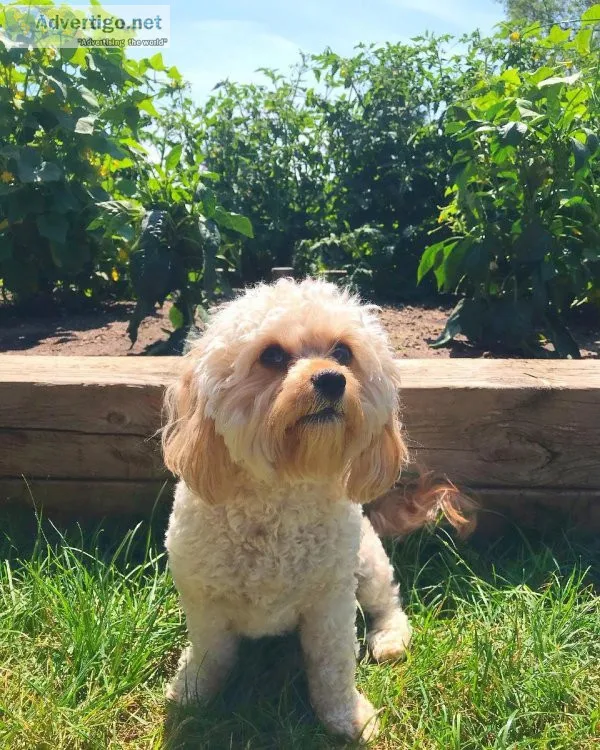 Special little cavapoo puppies