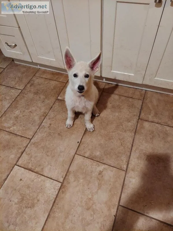 3 month female German Shephard Puppy