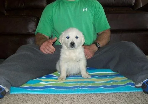 AKC Manificient Golden Retrievers Puppies