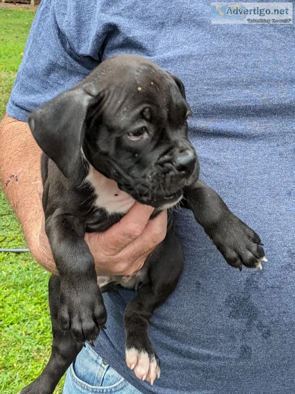 AKC reg boxers puppies