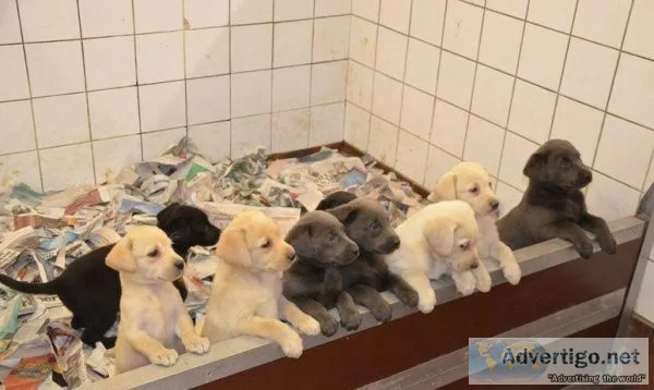 Labrador Retrievers available