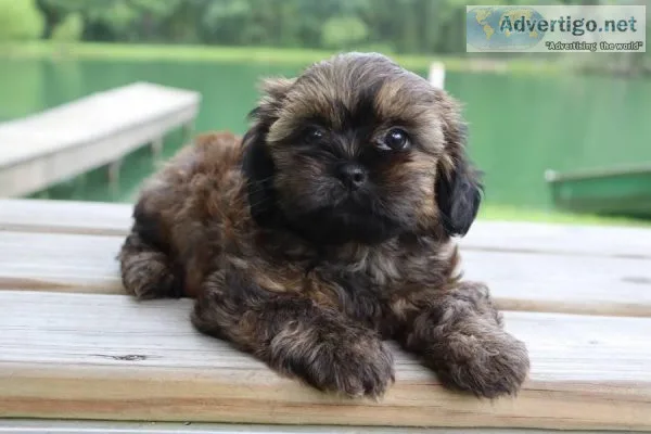 Moca Female Shihpoo