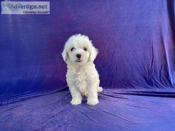 Maltipoo Puppies