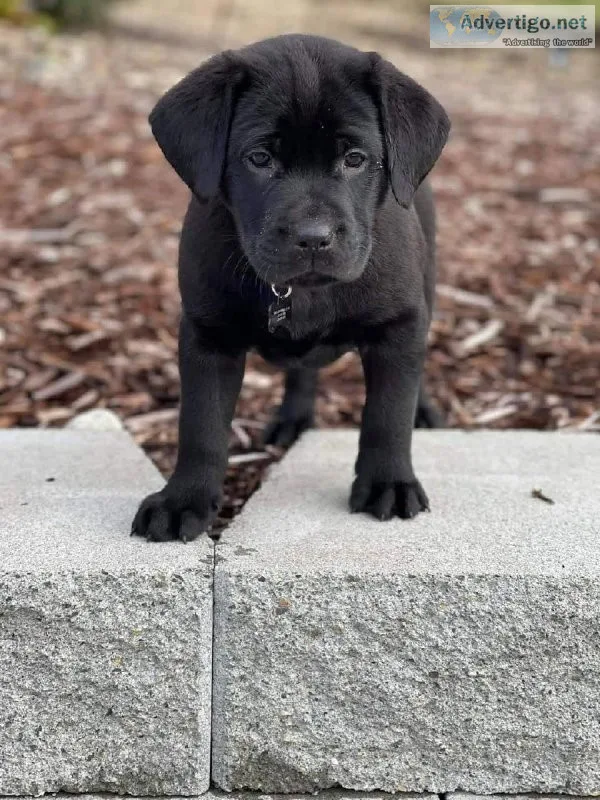 PUREBRED BLACK LAB PUPPIES
