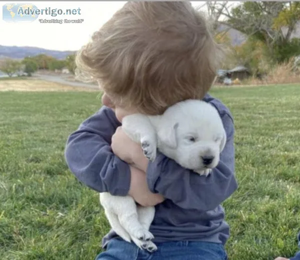 WHITE AKC LABRADOR PUPSLAB PUPPIES
