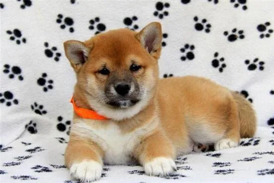 KC Shiba Inu Puppies