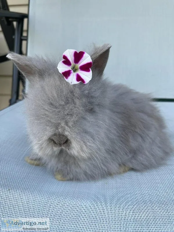 Lionhead bunny