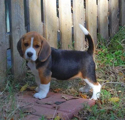 Beautiful Beagle Pups Available