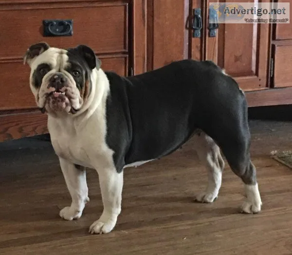 English bulldog AKC female Blue Tri DNA Quad carrier