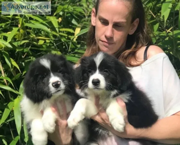 Border collie puppy available