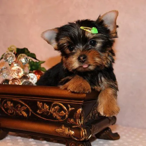 Lovely and adorable Teacup Yorkie puppies for sale