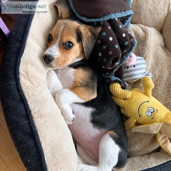 Beautiful Beagle Pups Available
