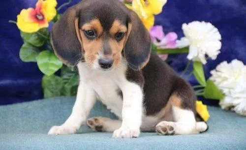 male and female Cute Beagle puppies for Sale