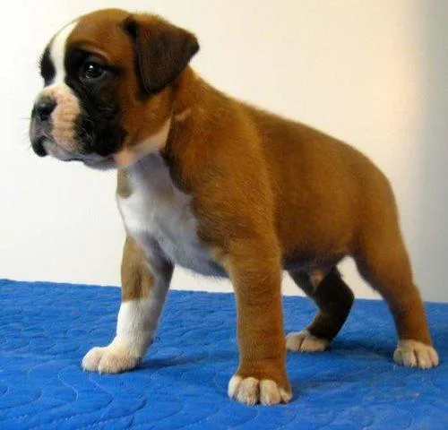 Male and Female Boxer Puppies For Sale Adoption