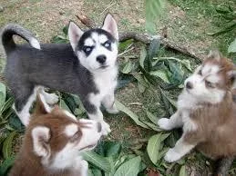 Siberian Husky Puppies