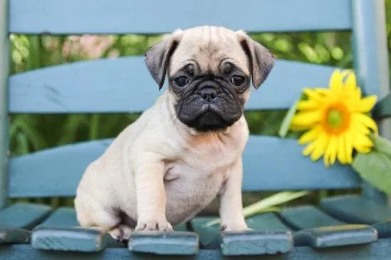 Charming Ckc Reg Pug Puppies For Adoption
