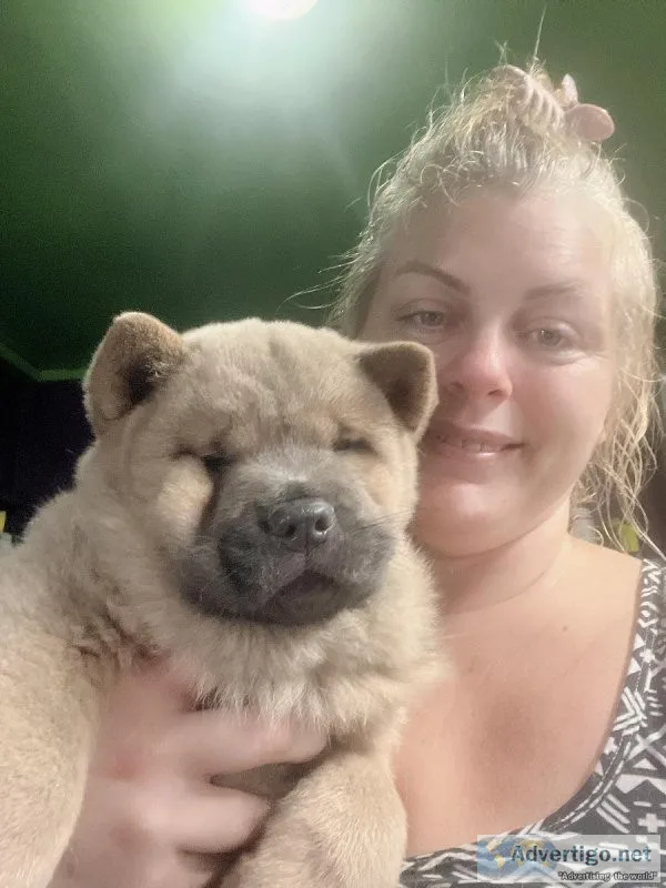 Chow Chow puppies
