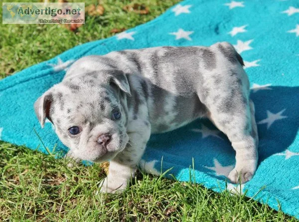 supers Adorable French bulldog Puppies for sale