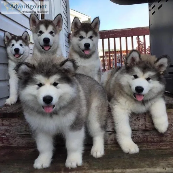 Alaskan Malamute