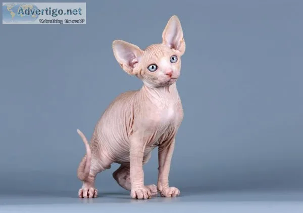 Sphynx kittens