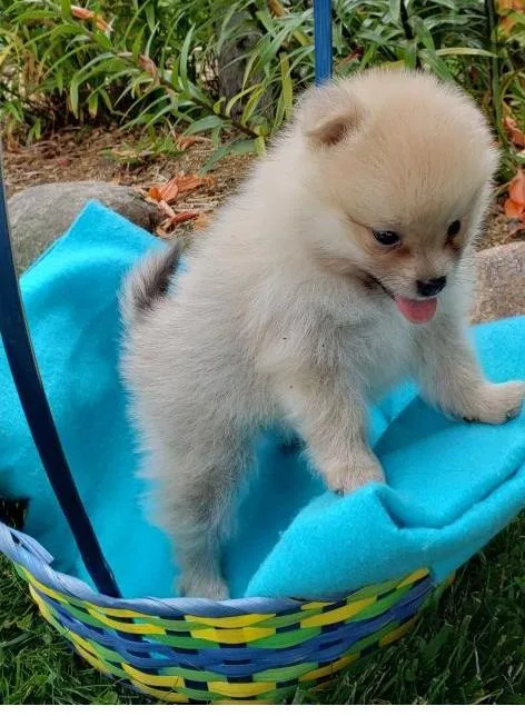 Pomeranian Puppies For A Good Homes