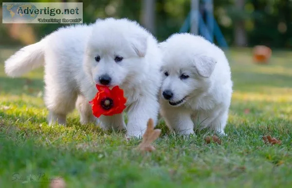 Pure Breed Samoyed Puppies For Sale