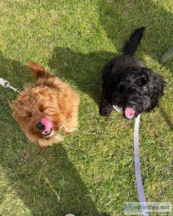 Special little cavapoo puppies