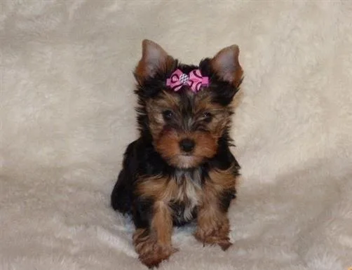 Yorkshire Terrier puppies